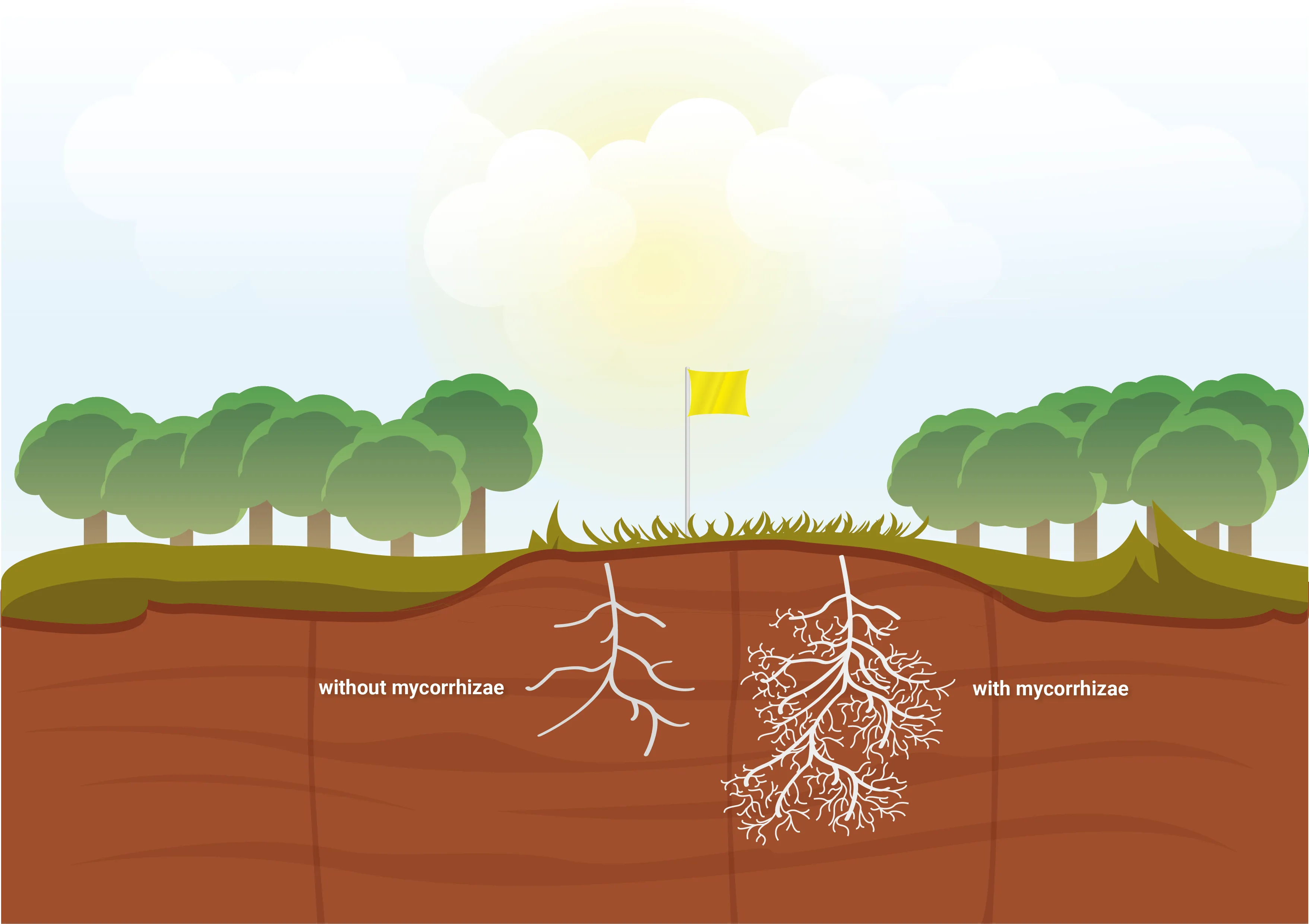 Mycorrhizae